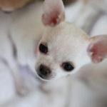 Puppies!