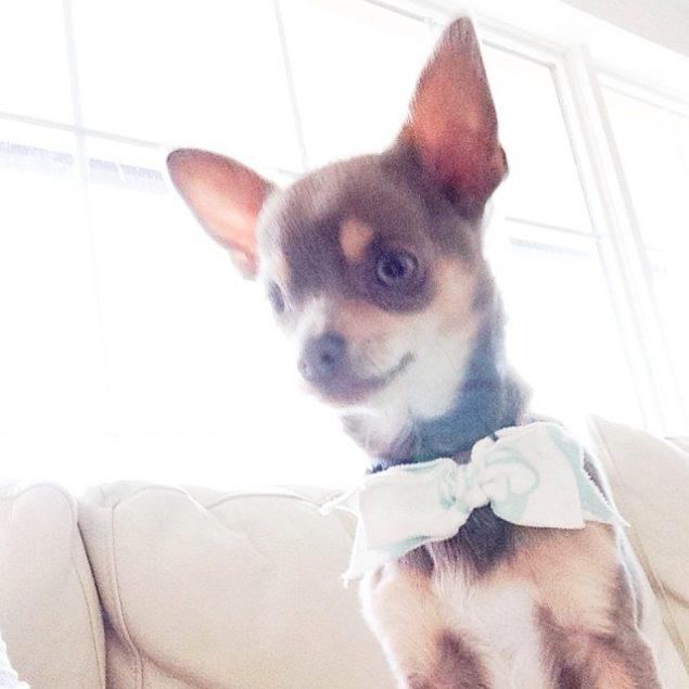 nickels the chihuahua in his bowtie #thepoopies 