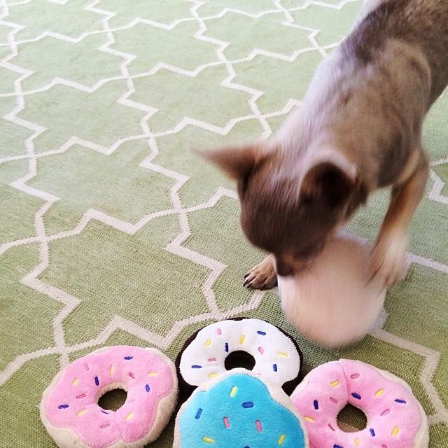 Nickels gets some donuts 