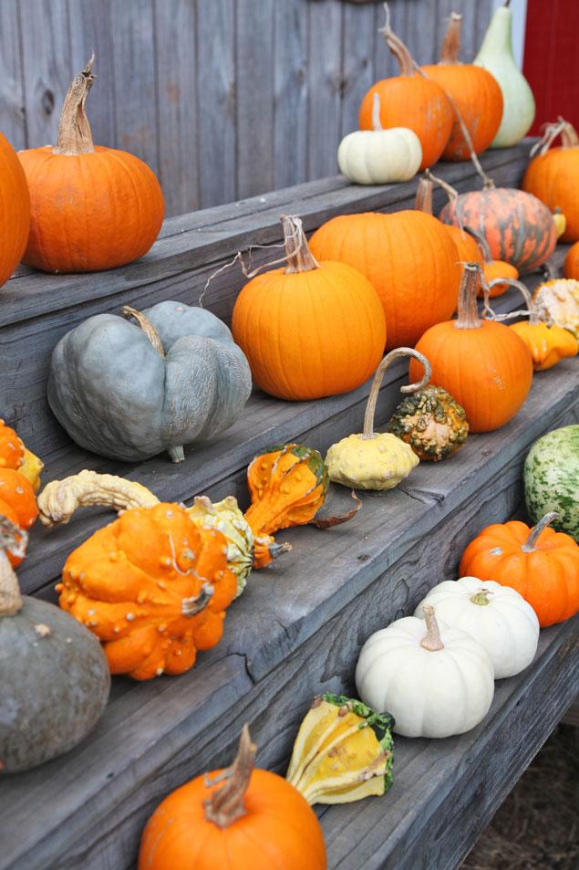 Decorative pumpkin and gourd display - fall decor - autumn - decorating with pumpkins - rustic halloween - www.pencilshavingsstudio.com