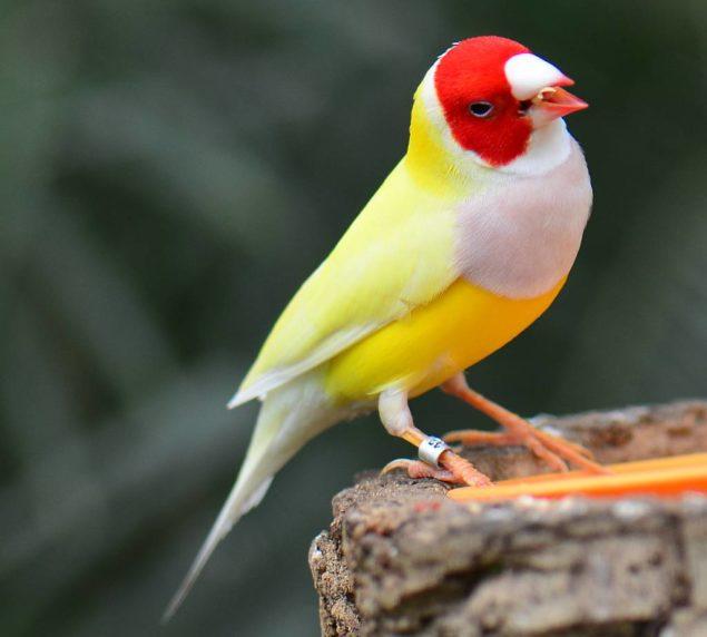 Gouldian-Finch-Aug28th-31